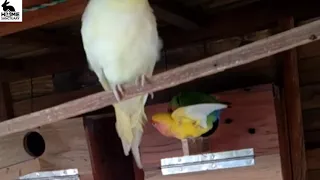 Lovebirds mating / breeding season