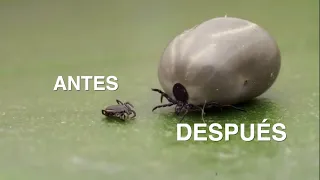 Qué Pasa con las Garrapatas