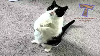 Funny cats and dogs begging for food   Cute animal compilation   YouTube