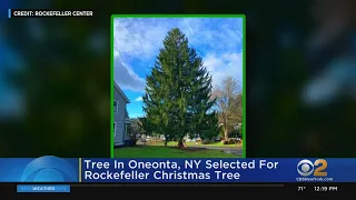 Rockefeller Center Tree Chosen