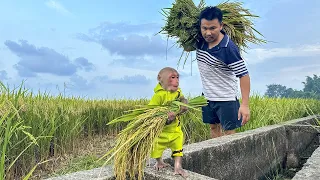 Farmer Bibi harvests rice in the field with Dad!