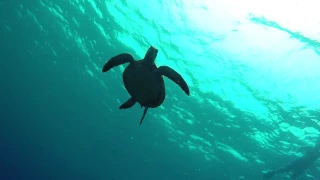 Mala Pier Dive - Lahaina - Maui