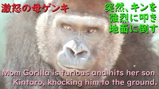 Mom Gorilla is furious and hits her son Kintaro, knocking him to the ground.【kyotocityzoo】