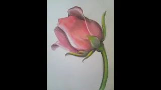 Pintar rosa a lápis de cor