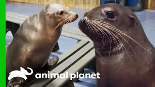 A Day of Seals and Sea Lions | The Aquarium: A Deeper Dive