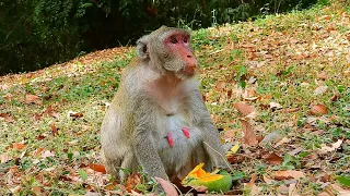 Mama Jane, the stunning red-faced monkey, perpetually appears melancholic