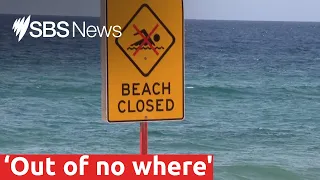 Sydney beaches deserted following fatal shark attack | SBS News