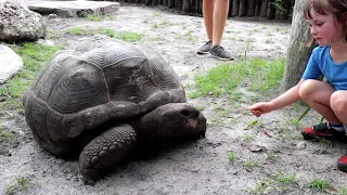 Aldabra Tortoise and Gorilla Insider Tour at Busch Gardens in Tampa, Florida!