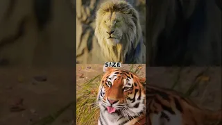 Lion vs Tiger🐅