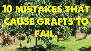 10 Reasons why grafts fail. #permaculturelife
