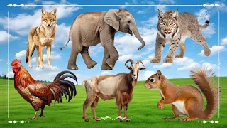 Baby farm animal moments: Wolf, Elephant, Lynx, Chicken, Goat & Squirrel - Animals Sound