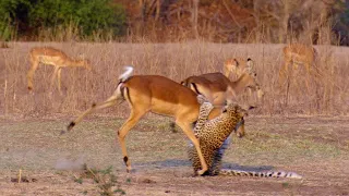 Impala Miraculously Escapes Jaws Of Leopard | 4KUHD | The Hunt | BBC Earth