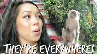 MONKEYS ARE EVERYWHERE! - April 06, 2017 -  ItsJudysLife Vlogs