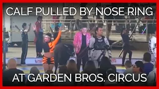 Calf Pulled by Nose Ring During Garden Bros. Circus Performance