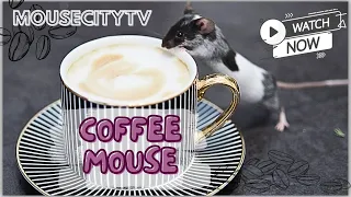 Coffee Mouse -  MouseCityTV