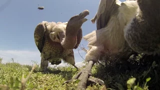 POV: If Vultures Ate You, Here’s What You’d See | National Geographic