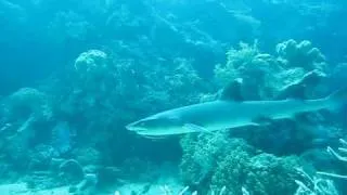 Shark Attack Best Snorkeling Great Barrier Reef.AVI