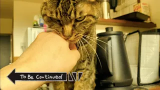 To Be Continued Cat Compilation ブチギレ狂暴猫ver. part2