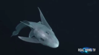 THE GHOST SHARK: Eerie prehistoric fish older than DINOSAURS filmed ALIVE for FIRST TIME