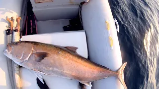 Ricciola Gigante nel golfo di Napoli! (Giant Amberjack) 61,4 kg.