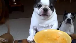 Mackie Boston Terrier dog wants mac & cheese! FUNNY Cute! (ORIGINAL)
