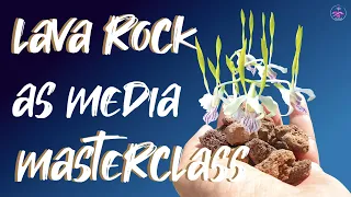 Lava Rock Tutorial | Lava Rock for ALL Orchid Types ALL Set Ups | Pros & Cons #ninjaorchids