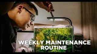 WEEKLY Aquarium MAINTENANCE ROUTINE - in my 4 beautiful planted NANO Aquariums