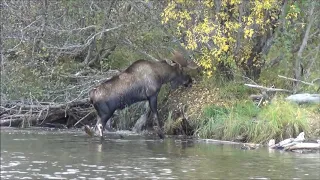 Moose Hunt 2018