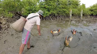 Amazing Catching Huge Mud Crabs In Muddy after Water Low Tide