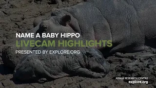 Name a Baby Hippo!