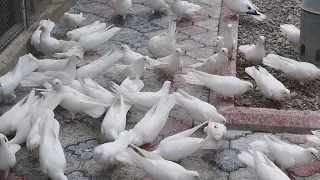 #BAKU #PIGEONS.  Голуби Нахметова Эльчина в Баку! (чемпион  Баку)