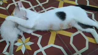 Mama Cat Talking to Her Cute Meowing Kittens