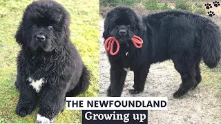 Newfoundland Puppy growing up 0-2 Years - Puppy to Adult time lapse video