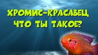 Хромис-красавец, что ты такое?