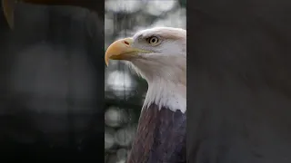 Bald eagle pics live wallpaper | Eagle Pictures Images Photos | Best Eagle Pictures Ever