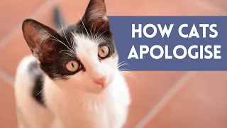 How Do CATS Say SORRY? (7 Ways Cats Apologize To Humans)