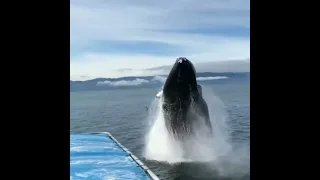 Внезапный прыжок кита