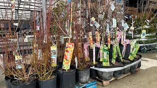 NEW ARRIVALS LOWES GARDEN CENTER🤩FRUIT TREES, ORNAMENTAL TREES & SHRUBS🍒 NEW RARE VARIETIES