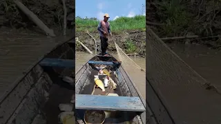 pescaria com tarrafa campina amazonas 2022. muito peixe
