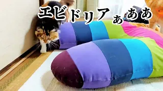 【犬猫アテレコ】起きろ！うじ虫共！