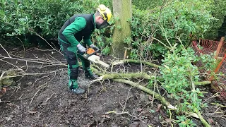 Kustorez. Cutting Tree Branches