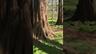 110 ft tall Dawn Redwoods at Morris Arboretum in Philadelphia!