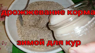 🐔🥚ЧТОБЫ КУРЫ РЕГУЛЯРНО НЕСЛИСЬ ЗИМОЙ! ДРОЖЖЕВАНИЕ КОРМА. ДЕЛЮСЬ ОПЫТОМ!