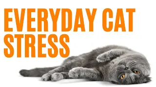 Understanding and Managing Everyday Stress in Cats