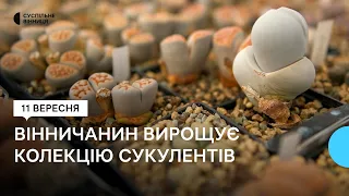 Хавортії, гастерїі, конофітуми, цифостеми: як вінничанин вирощує сукуленти