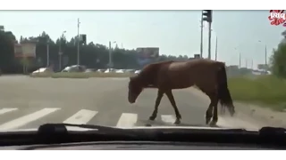 Лошади смешное видео