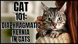 Cat 101: Diaphragmatic Hernia in Cats