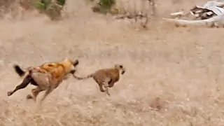 LEOPARD CUB RUNS FOR ITS LIFE FROM HYENA