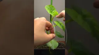 The whole process of cantaloupe seeds from germination to fruiting