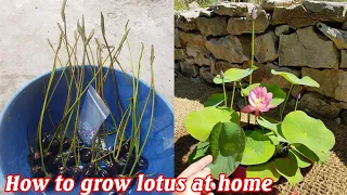 How to grow mini lotus at home from seeds